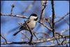 Carolina Chickadee (Poecile carolinensis) on oak twigs Norman, Oklahoma, United States on December 22, 2024 ; EOS R5 ; EF100-400mm f/4.5-5.6L IS II USM +2x III ; 800 mm ; 1/500 second ; F/13 ; distance from camera to bird about 8.5 meters