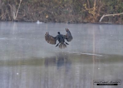 cormorant_dbl-crested_7x5_03.jpg