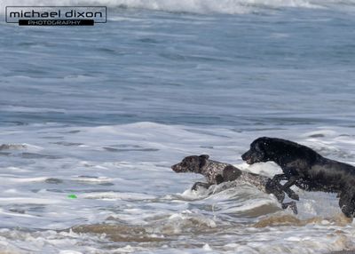 dog_beach_25_01_18_6533.jpg