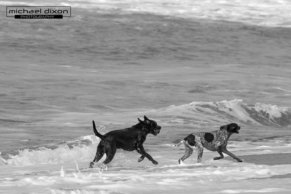 dog_beach_25_01_18_6631b.jpg