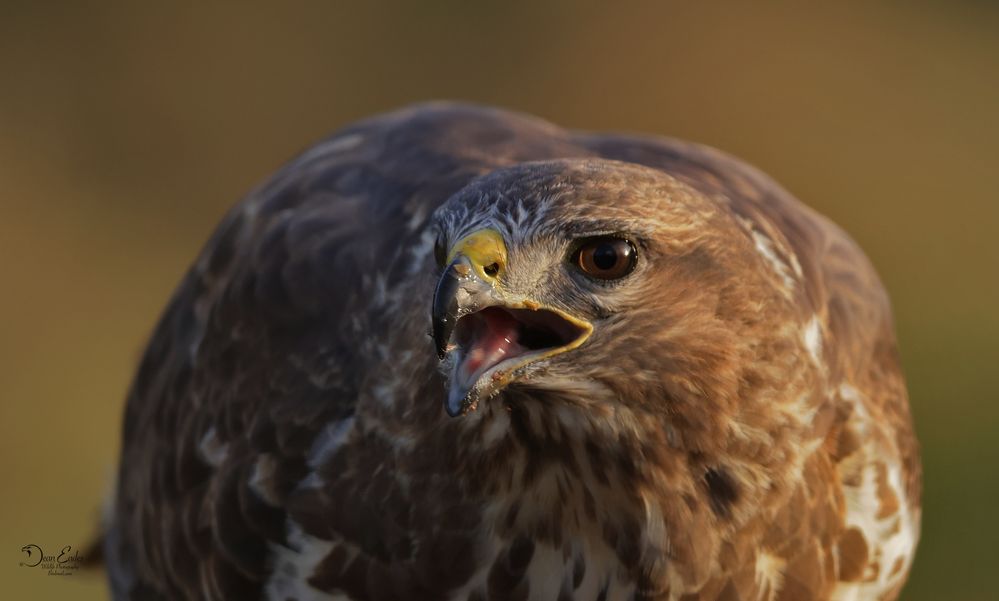 Buzzard