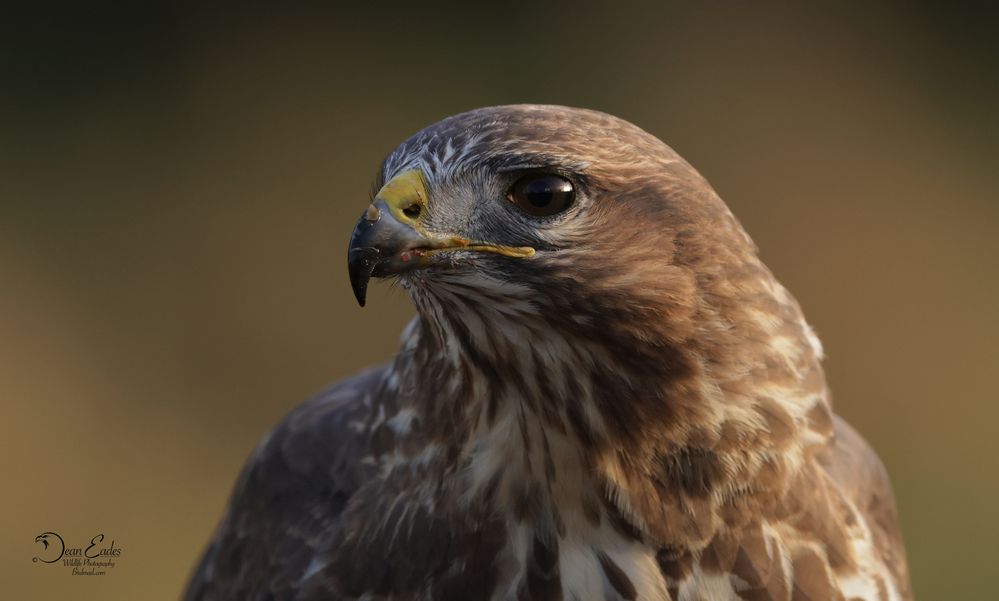 Buzzard