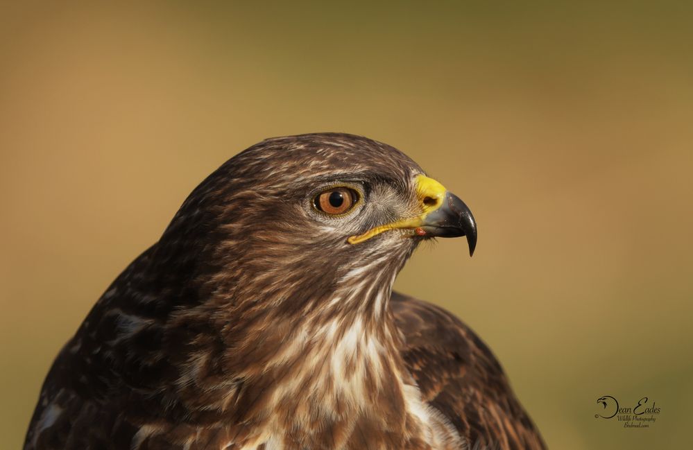 Buzzard