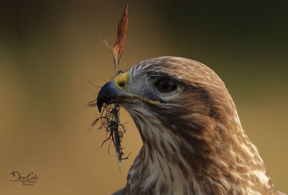 Buzzard