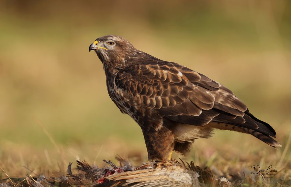 Buzzard