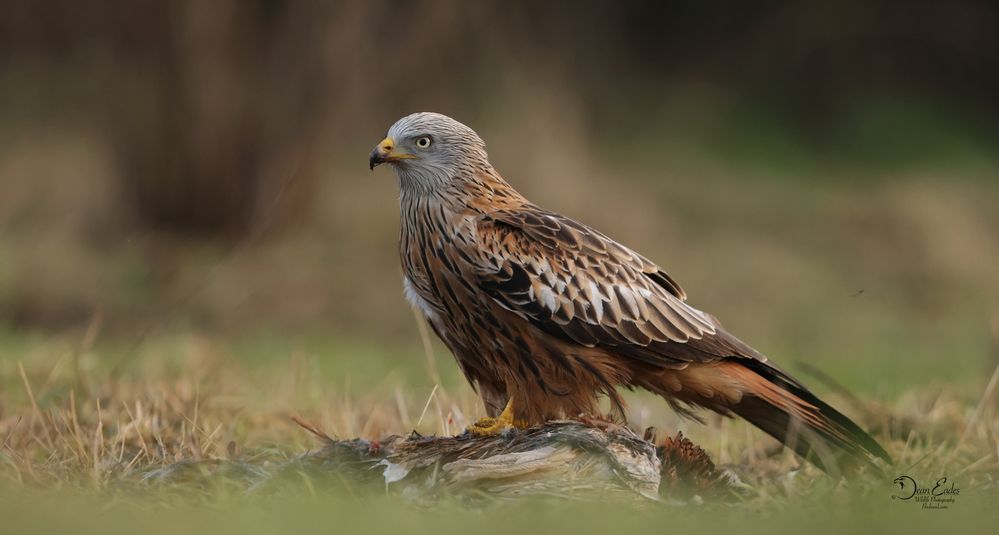 Redkite