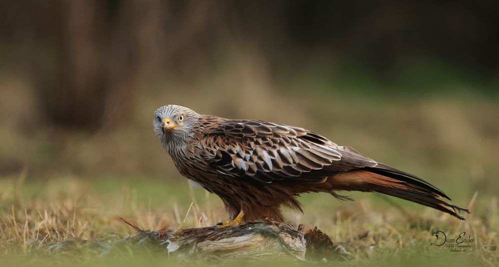 Redkite