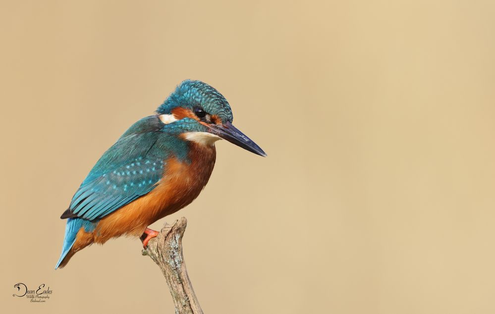 Kingfisher