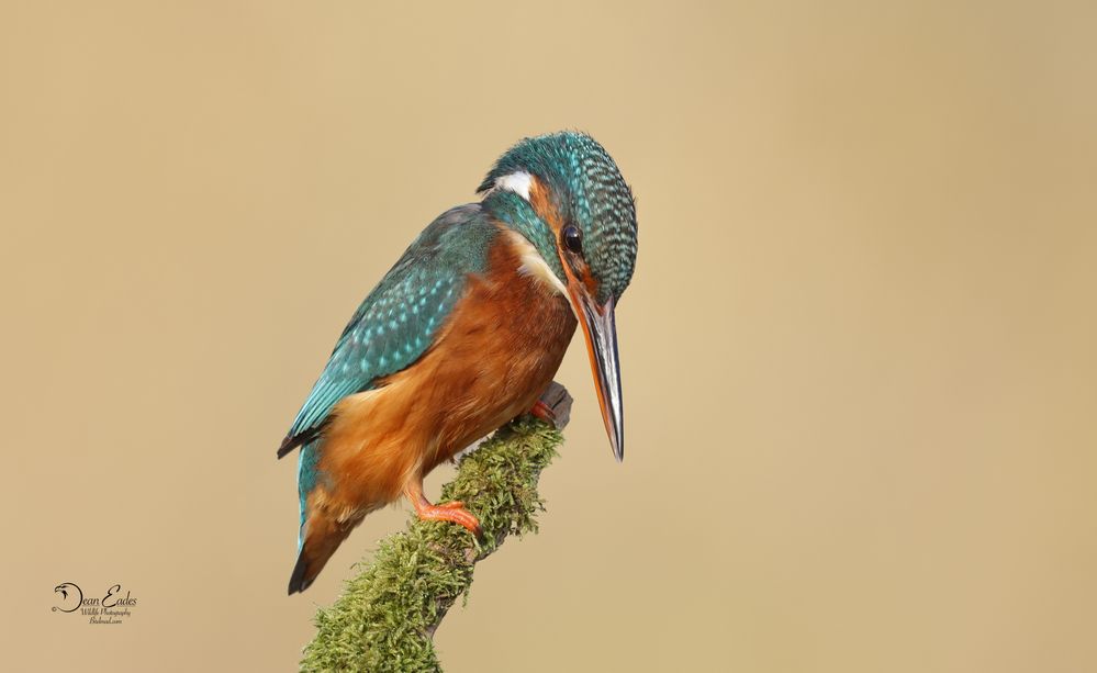 Kingfisher