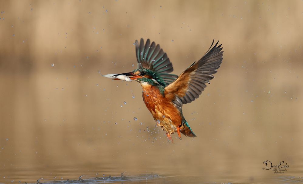 Kingfisher