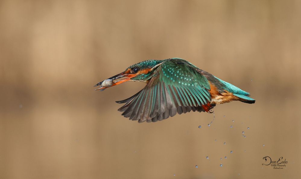 Kingfisher