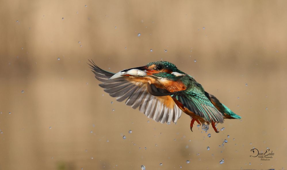 Kingfisher