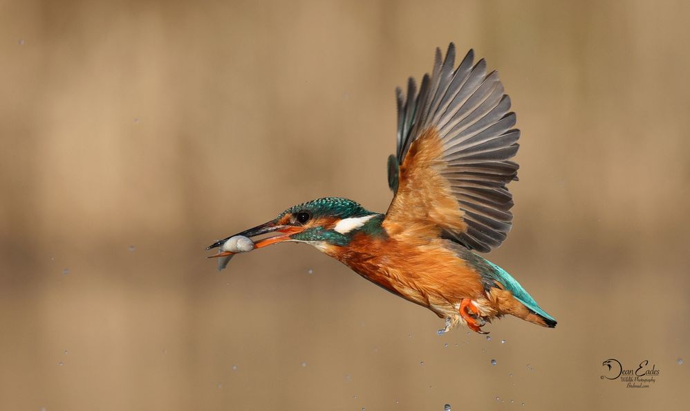 Kingfisher