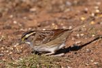 White-throated Sparrow (Zonotrichia albicollis) in Norman, Oklahoma, United States on January 27, 2025