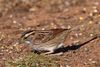 White-throated Sparrow (Zonotrichia albicollis) in Norman, Oklahoma, United States on January 27, 2025