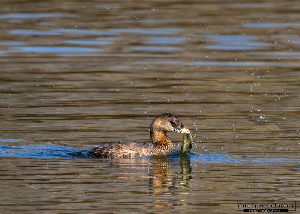 grebe_pied-billed_sepulveda_25_01_29_-5.jpg