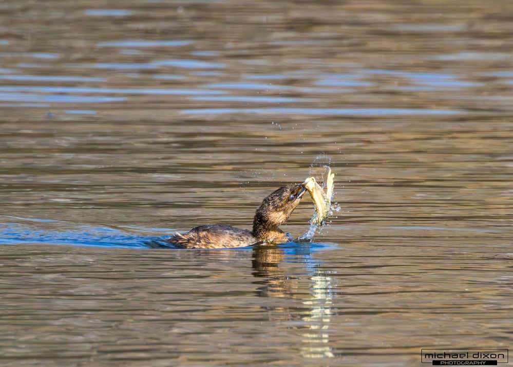 grebe_pied-billed_sepulveda_25_01_29_-4.jpg