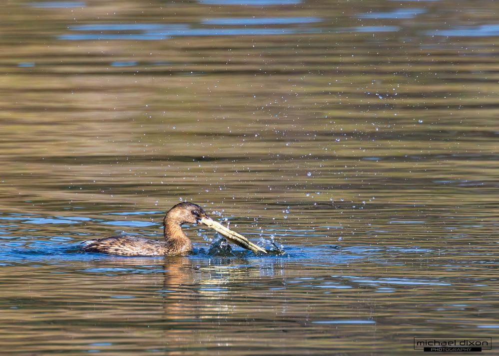 grebe_pied-billed_sepulveda_25_01_29_.jpg