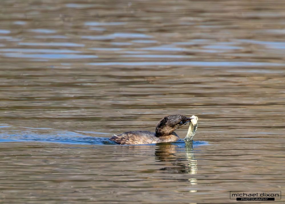 grebe_pied-billed_sepulveda_25_01_29_-3.jpg