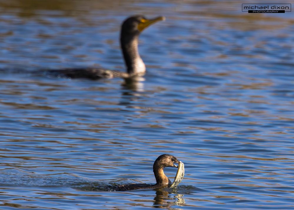 grebe_pied-billed_sepulveda_25_01_29_-8.jpg