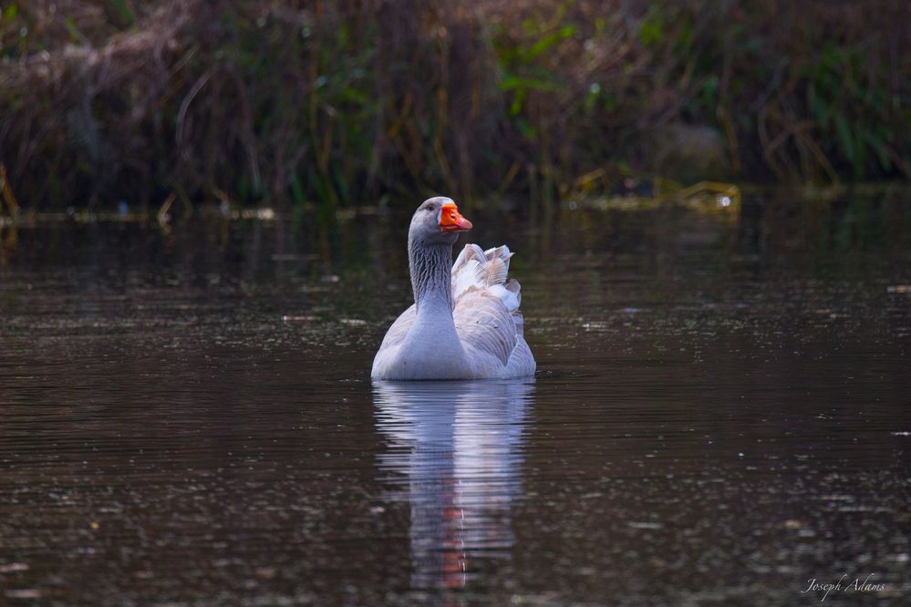 Blue Eyed Duck