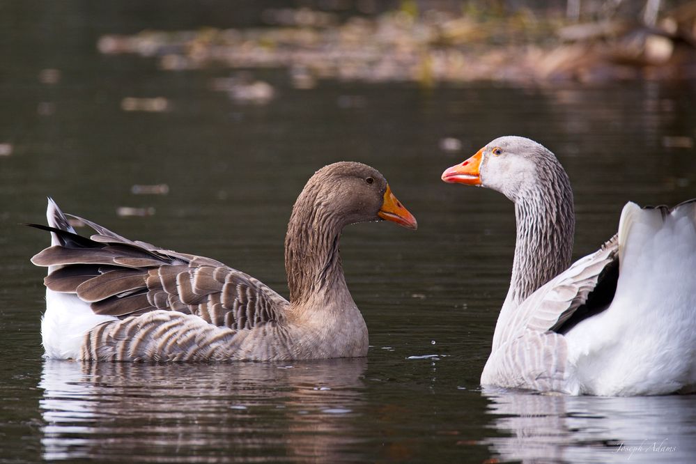 Love Birds or Ducks!