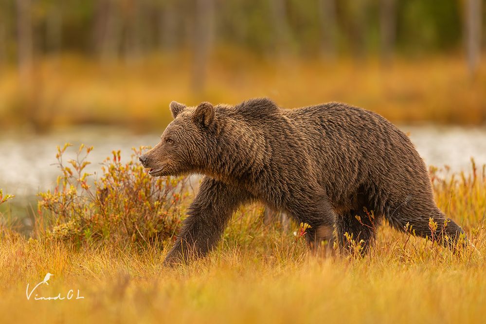 Bear during the autumn.