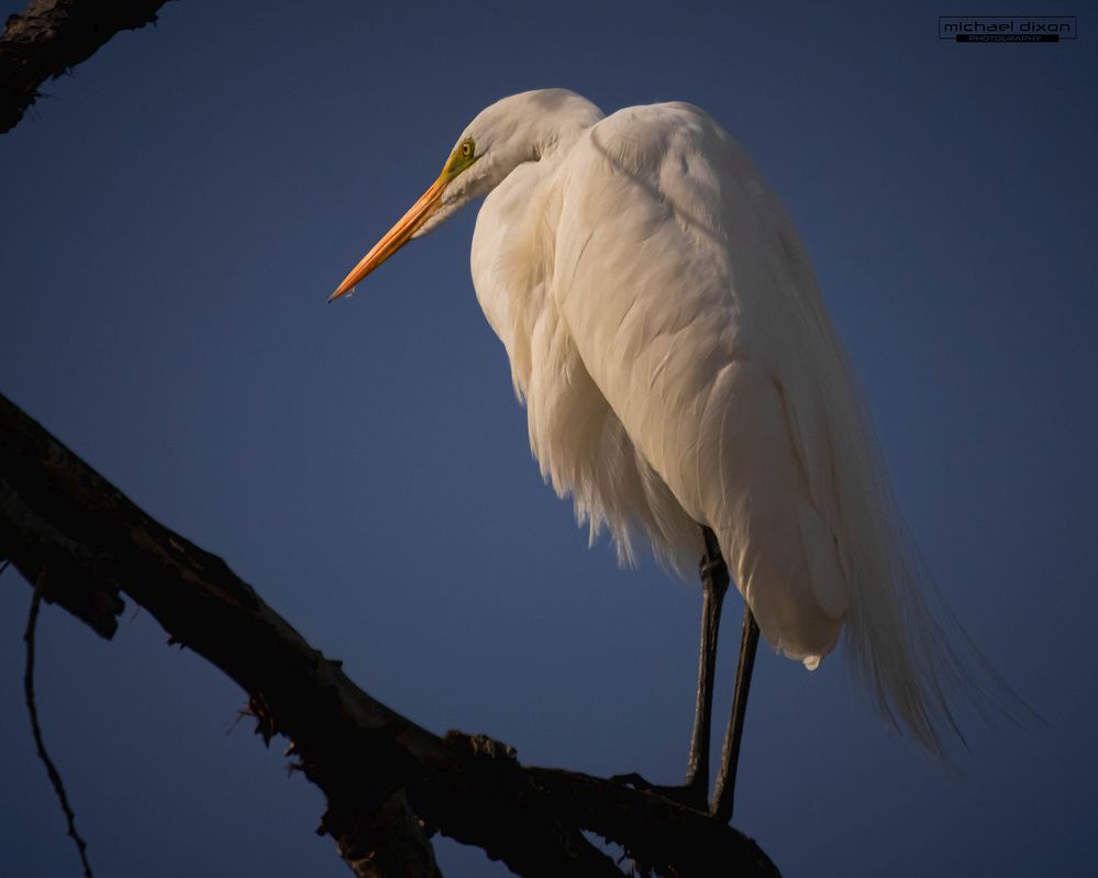 egret_great_sepulveda_25_01_31_8326.jpg