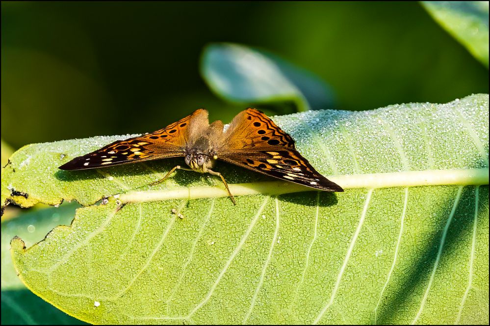 Hackberry Emperor Butterfly.jpg