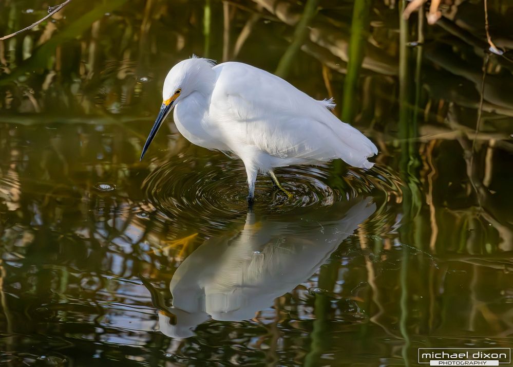 egret_snowy_sepulveda_25_02_09_L0A5199-Enhanced-NR.jpg