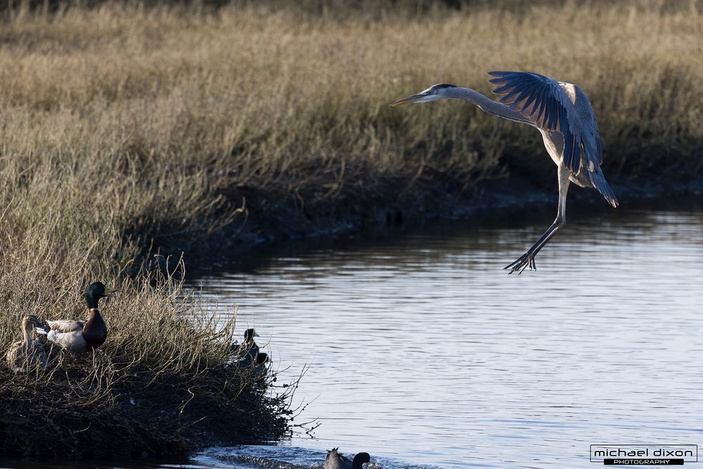 heron_great-blue_san-elijo_25_02_15_L0A6070-Enhanced-NR.jpg