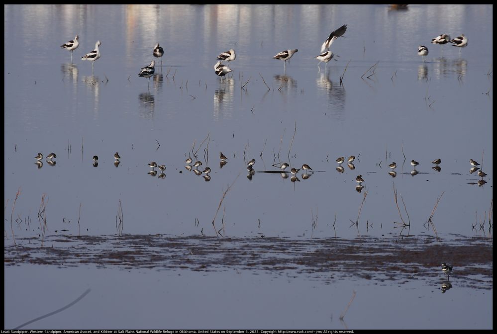 Least Sandpiper, Western Sandpiper, American Avocet, and Killdeer at Salt Plains National Wildlife Refuge in Oklahoma, United States on September 6, 2023 ; EF100-400mm f/4.5-5.6L IS II USM +1.4x III ; Kenko TELEPLUS HD C-AF 2X DGX ; 1120mm ; F/18 ; ISO 200 ; 1/256 second ; distance about 400 or 500 meters