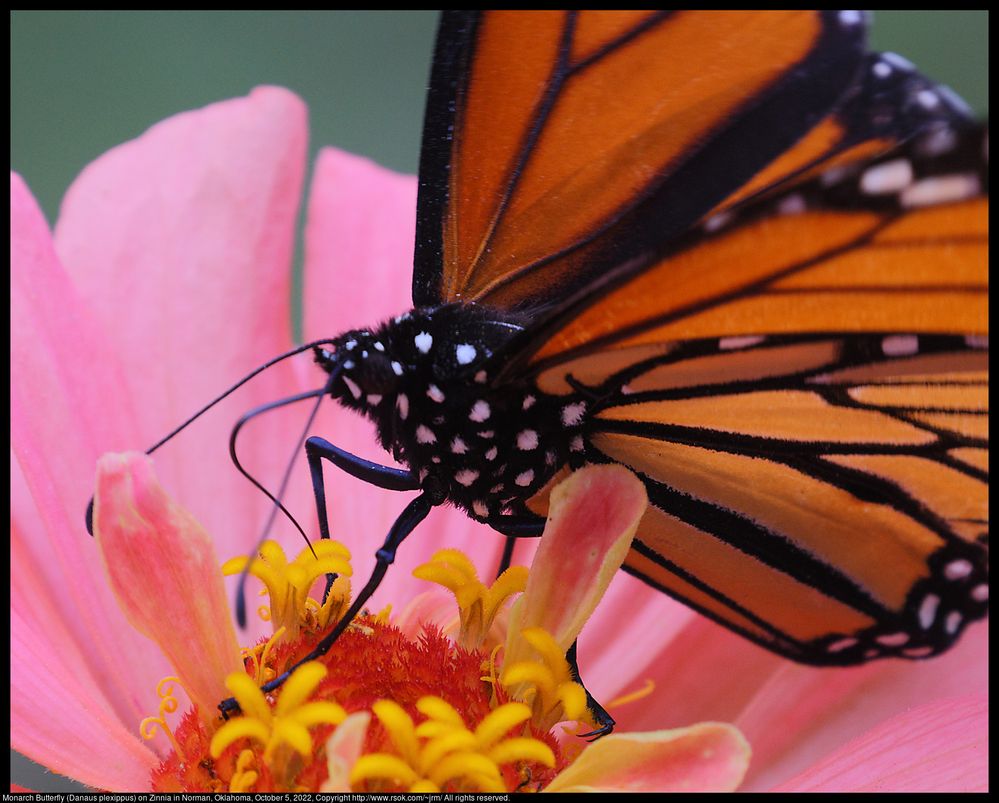 Monarch Butterfly (Danaus plexippus) on Zinnia in Norman, Oklahoma, October 5, 2022 ; EF100-400mm f/4.5-5.6L IS II USM +1.4x III ; Kenko TELEPLUS HD C-AF 2X DGX ; 1120mm ; distance about 2 meters ; F/18 ; ISO 2500 ; 1/166 second