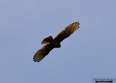 kestrel_american_tijuana_25_02_15_L0A1311.jpg