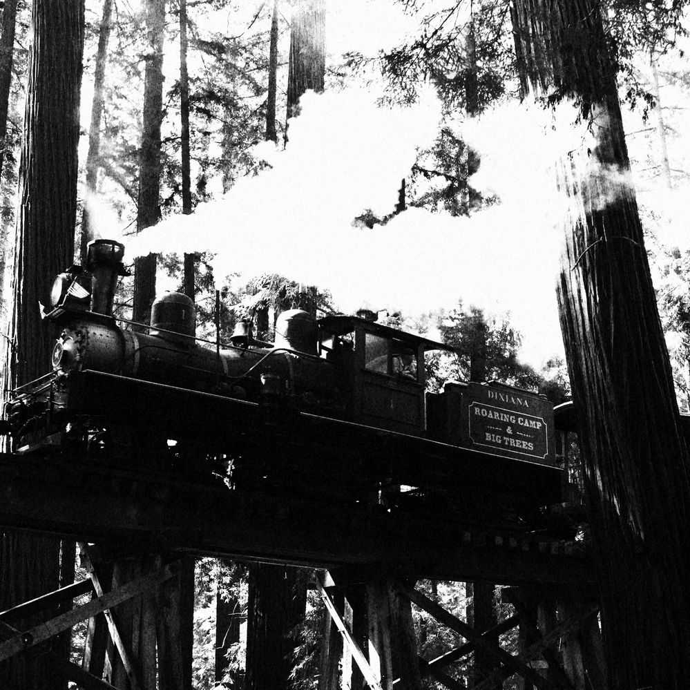 Big Trees and Pacific Shay .JPG