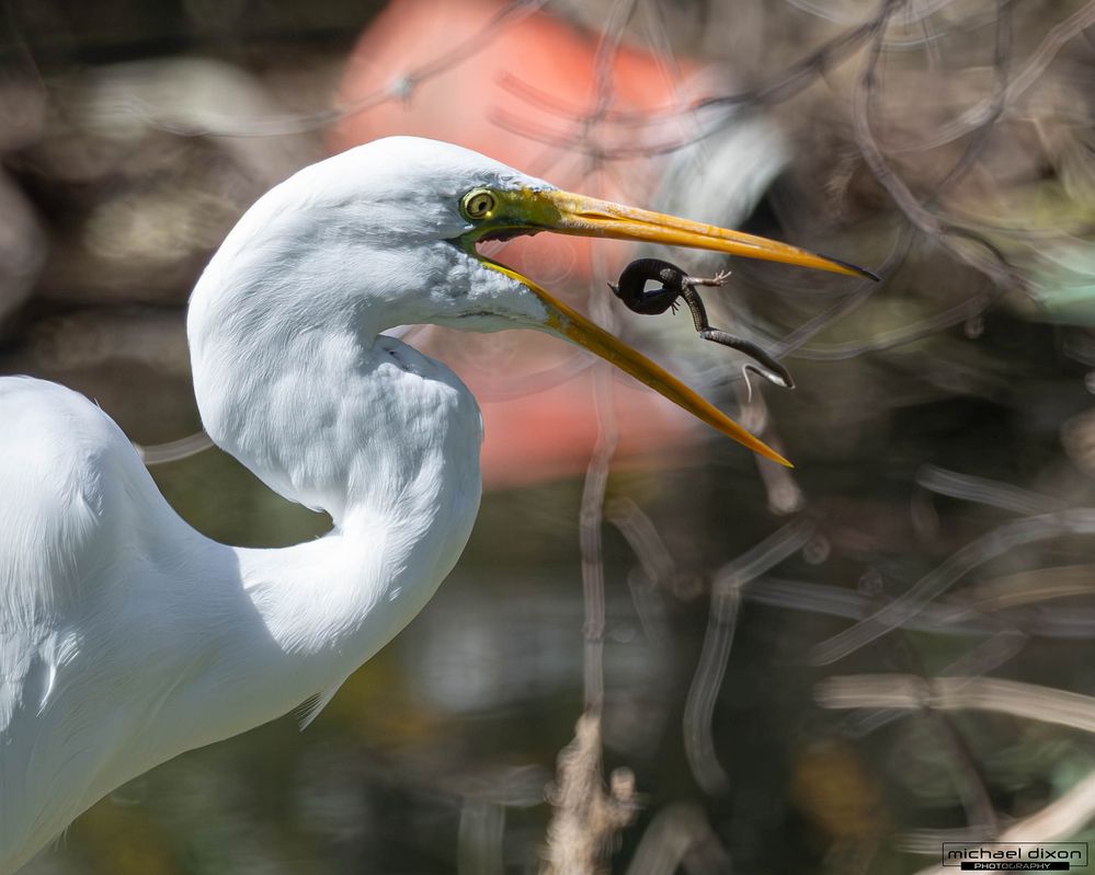 egret_great_sepulveda_25_02_28_L0A0573-Enhanced-NR.jpg