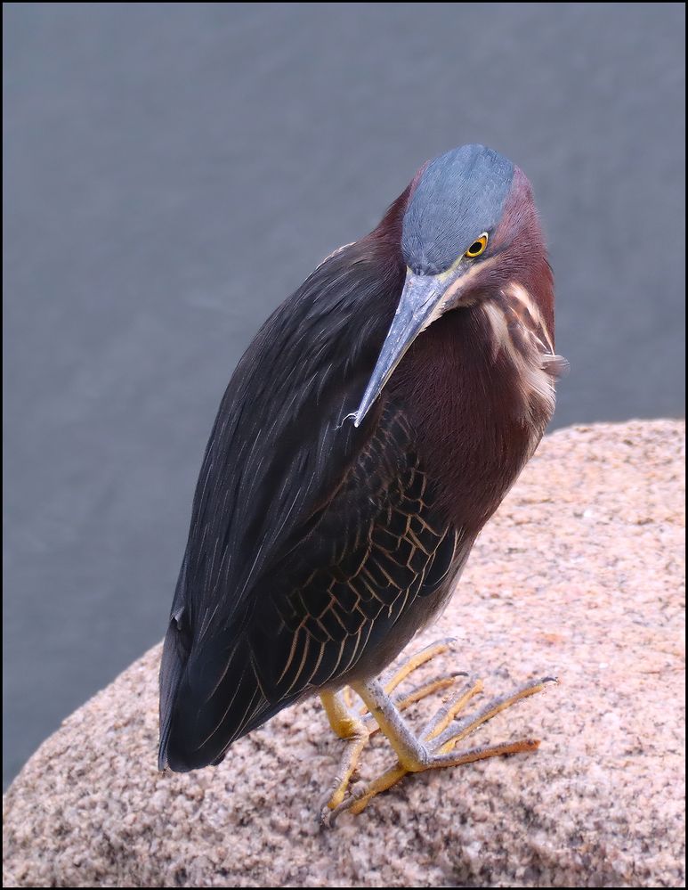 Green-Heron.jpg