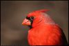 Northern Cardinal (Cardinalis cardinalis) in Norman, Oklahoma, United States on January 27, 2025