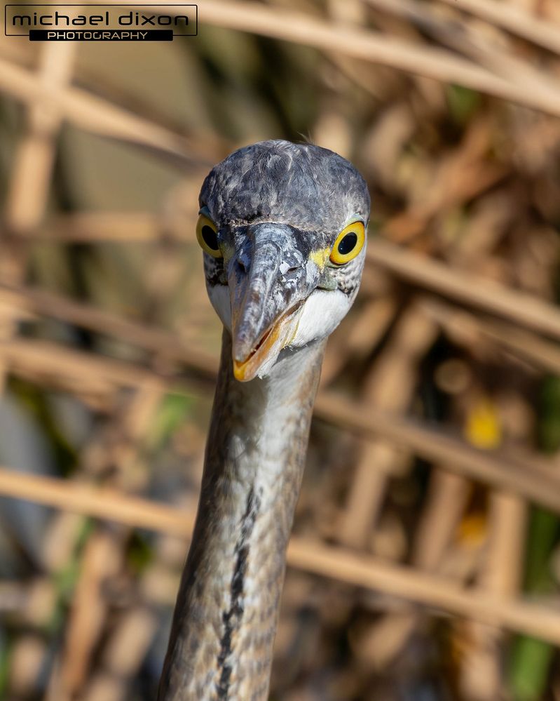 heron_great-blue_sepulveda_25_03_04_L0A1974-Enhanced-NR.jpg