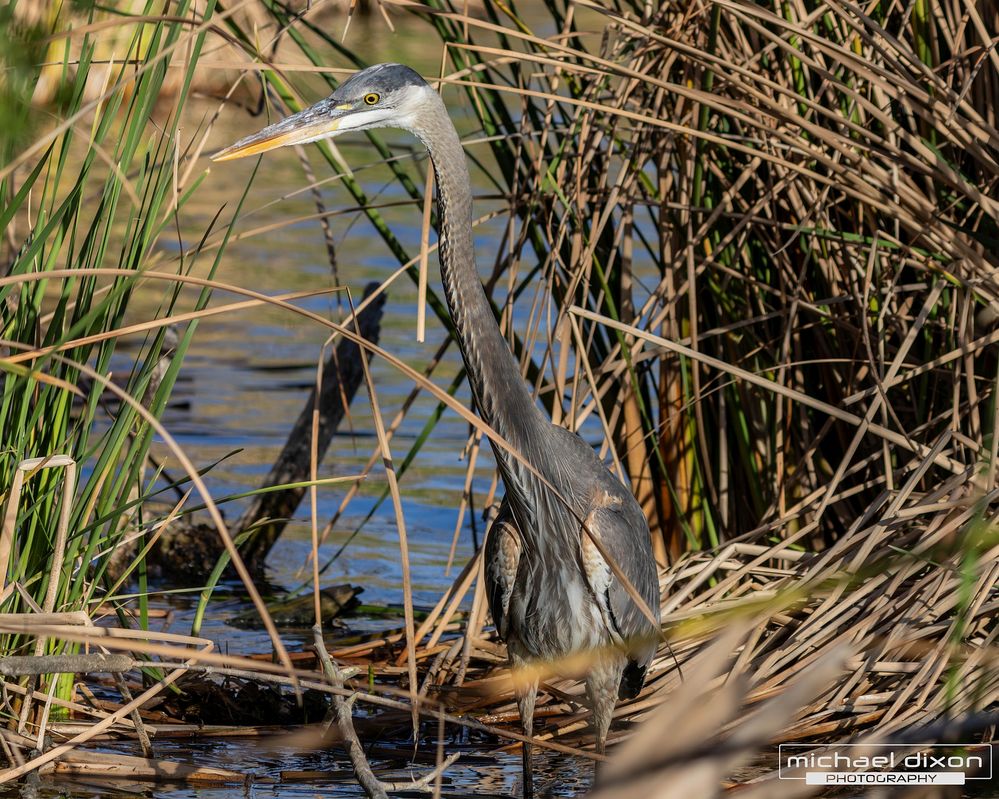 heron_great-blue_sepulveda_25_03_04_L0A2040-Enhanced-NR.jpg