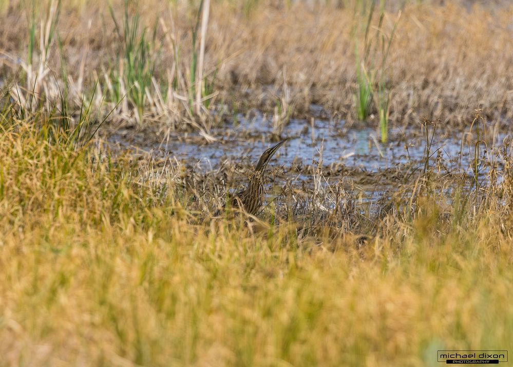 bittern_american_sonny_bono_25_02_16_L0A6208-Enhanced-NR.jpg