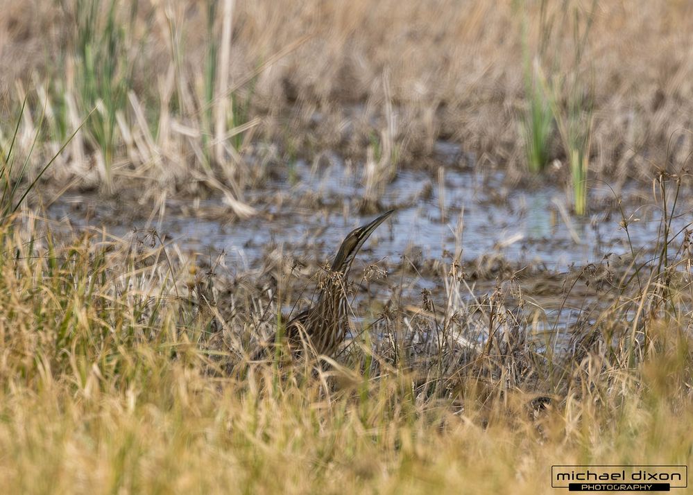 bittern_american_sonny_bono_25_02_16_L0A6191-Enhanced-NR.jpg