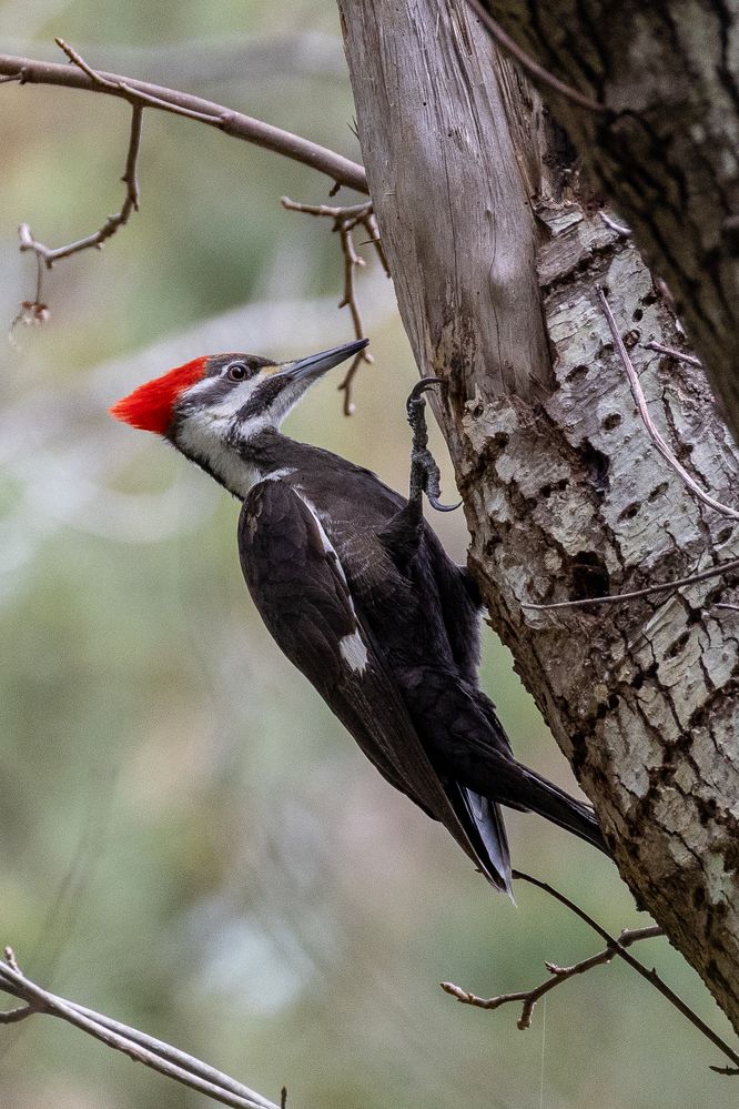 Pileated Woodpecker (Dryocopus pileatus)