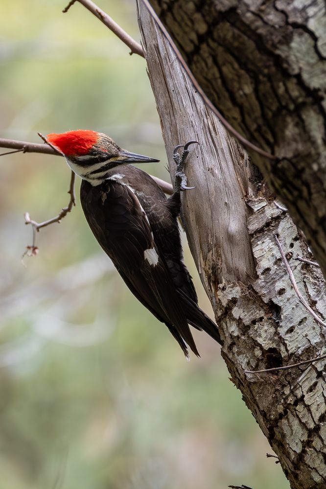 Pileated Woodpecker (Dryocopus pileatus)