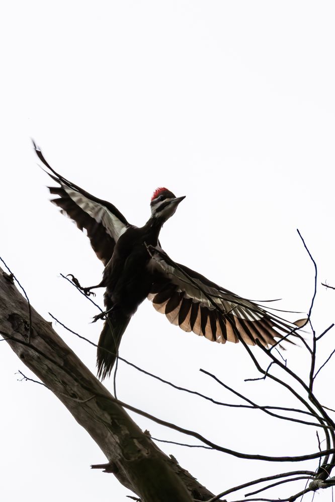 Pileated Woodpecker (Dryocopus pileatus)