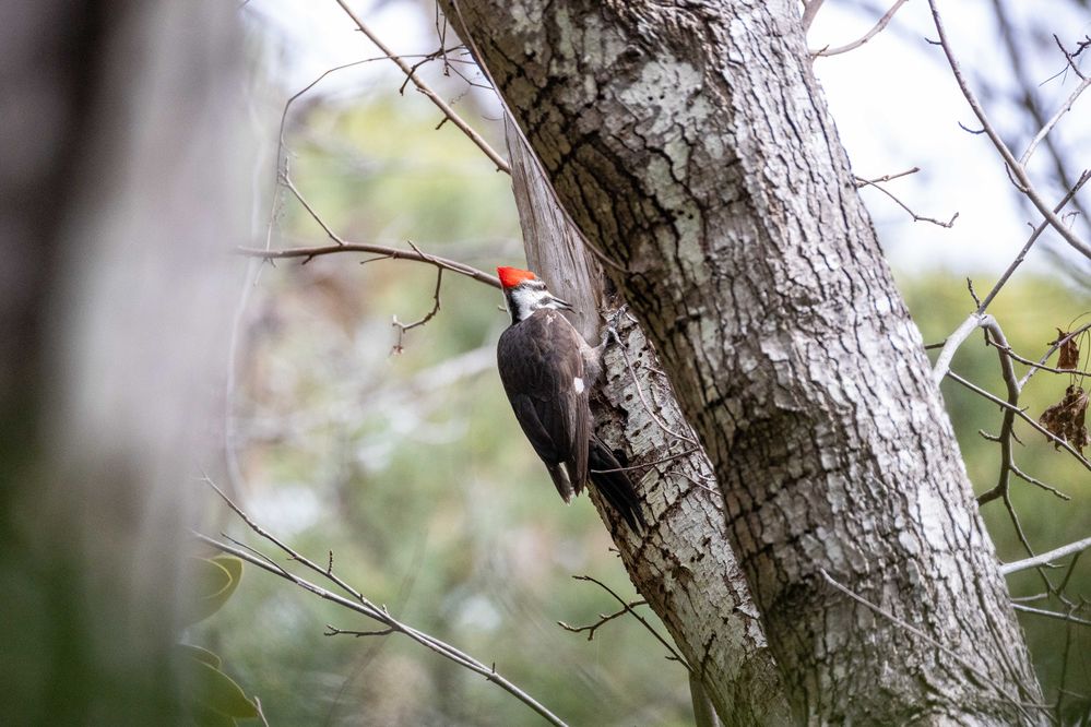 Pileated Woodpecker (Dryocopus pileatus) uncropped