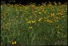 Rudbeckia hirta (also called Black Eyed Susan) and Castilleja indivisa (also called Indian Paintbrush) blooming in Norman, Oklahoma, June 17, 2022 ; 	Minolta MC ROKKOR-X PG 1:1.4 f=50mm