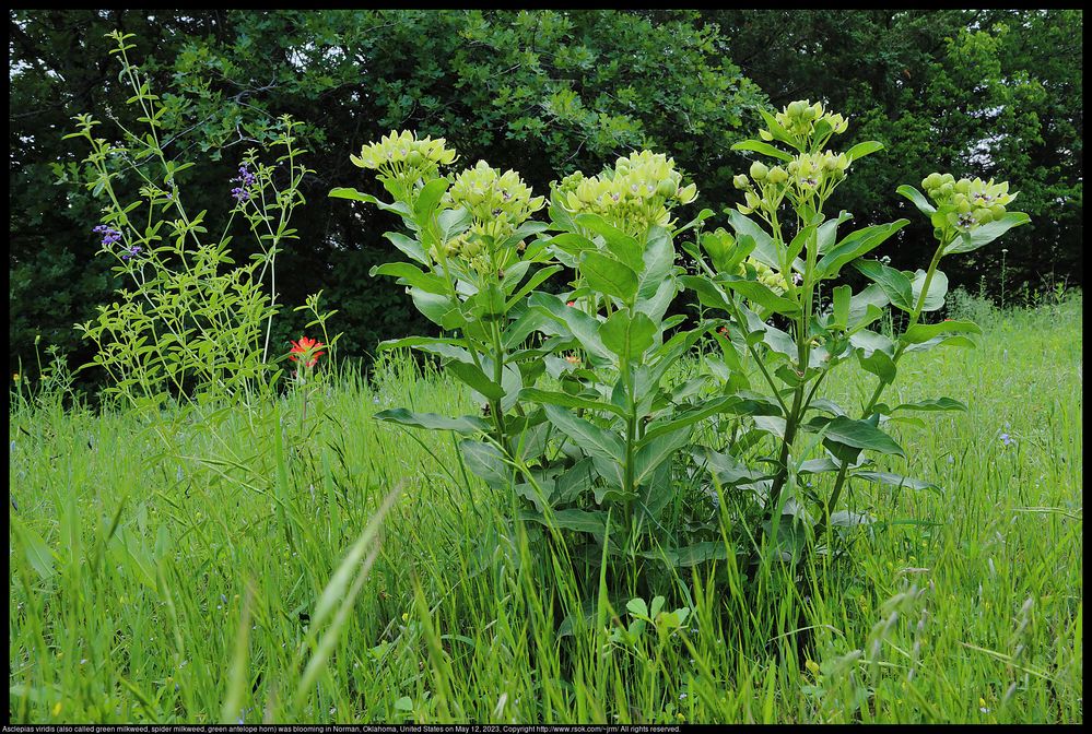 Asclepias viridis (also called green milkweed, spider milkweed, green antelope horn) blooming in Norman, Oklahoma, United States on May 12, 2023 ; EF17-40mm f/4L USM