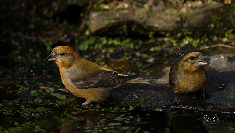 Crossbill