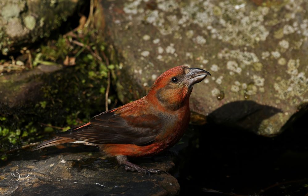 Crossbill